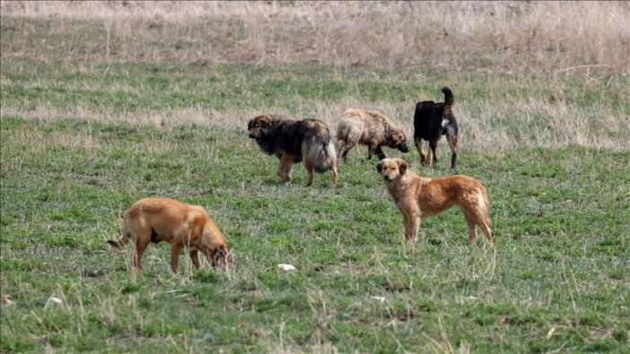 İstanbul Valiliği'nden sokak köpekleri kararı! Mayıs onuna kadar toplatılacak: Uymayana ceza var