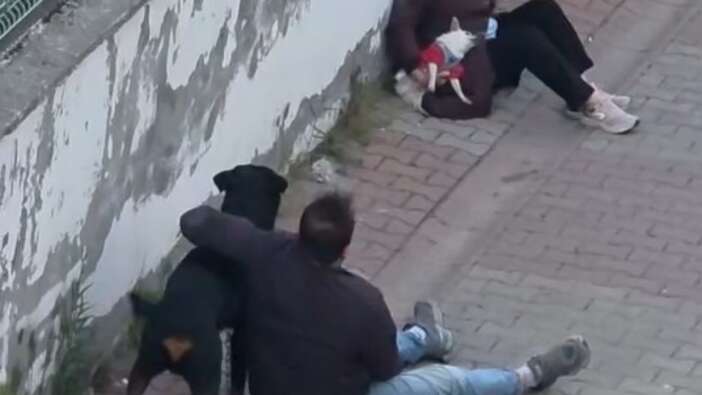 Ümraniye'de ağızlıksız Rottweiler küçük köpeğe saldırdı! Sahibi gözaltına alındı