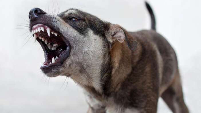 Bir başıboş köpek vahşeti daha! 5 yaşındaki çocuğu hayattan kopardı