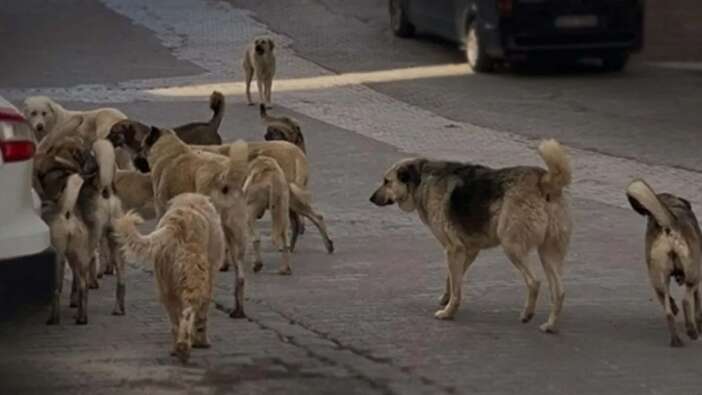 Başıboş köpek sorunuyla ilgili o iddia yeniden gündemde: Kim bu mama fabrikası olan vekiller?