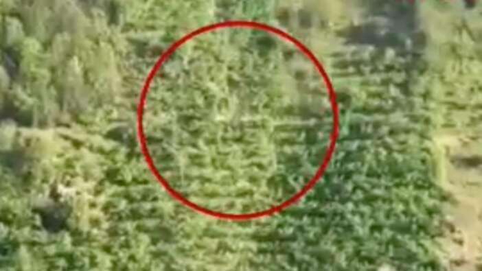 Giresun'da korkunç kaza! Kamyonet dik yamaçta taklalar attı: Sürücü sağ kurtuldu