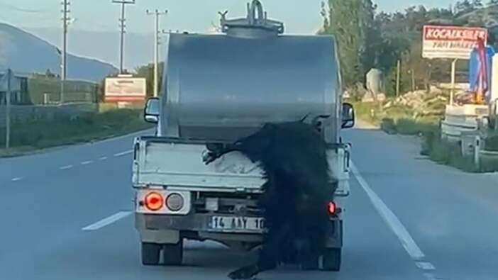 Bolu'da vicdan sızlatan olay! Kurbanlığı araca bağlayıp metrelerce sürükledi
