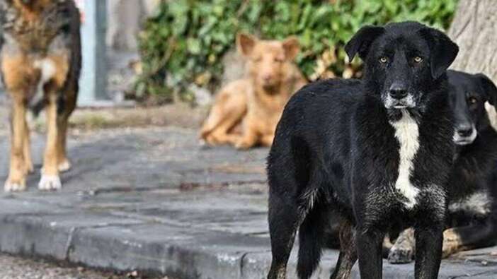 Ankara Valisi duyurdu! 52 bin sahipsiz sokak köpeği toplandı