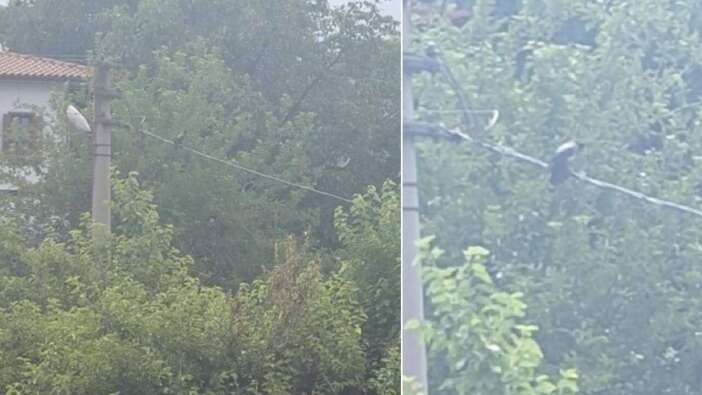 Duyanlar Kulaklarına İnanamadı! Safranbolu’da Kargadan Ezber Bozan Ses: "Allah" Diye Bağırdı