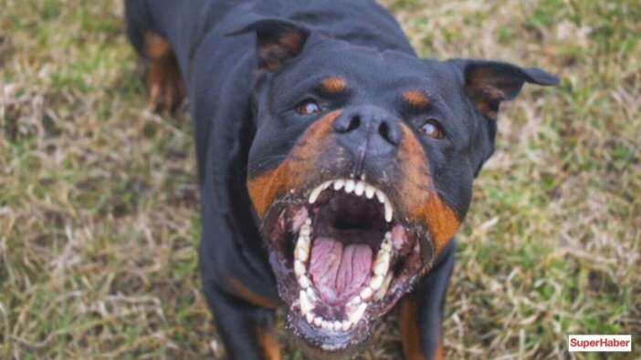 Köpeğinizi silah olarak kullanırsanız yandınız