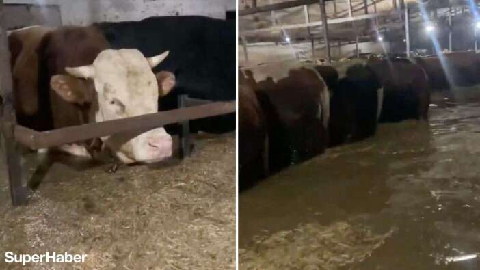 Sakarya Karasu'da su baskını! Ahırdaki büyükbaşlar sular altında kaldı