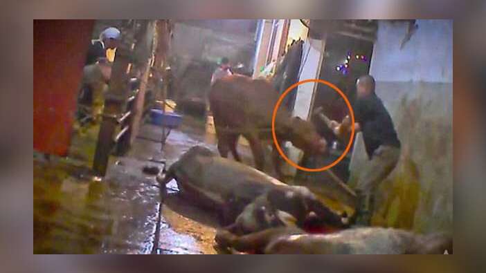 Bunun adı barbarlık! Dünya bu vahşet görüntülerini konuşuyor (VİDEO)