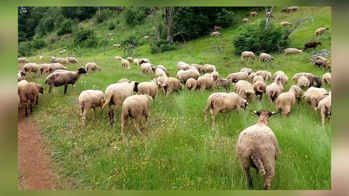 Esrar yiyen koyunlar köyü birbirine kattı...