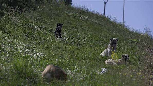 Japonya köpek sorununu nasıl çözdü?