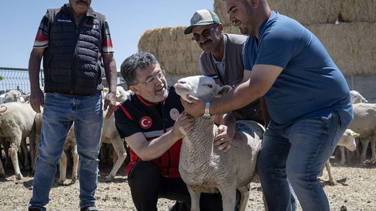 tarim