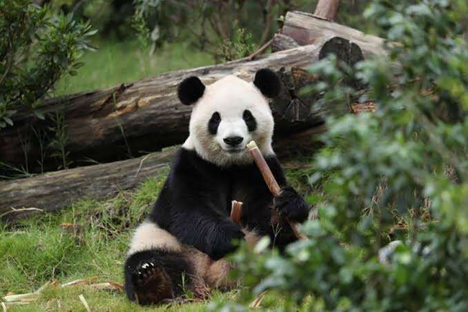 cin-abd-panda-diplomasisi