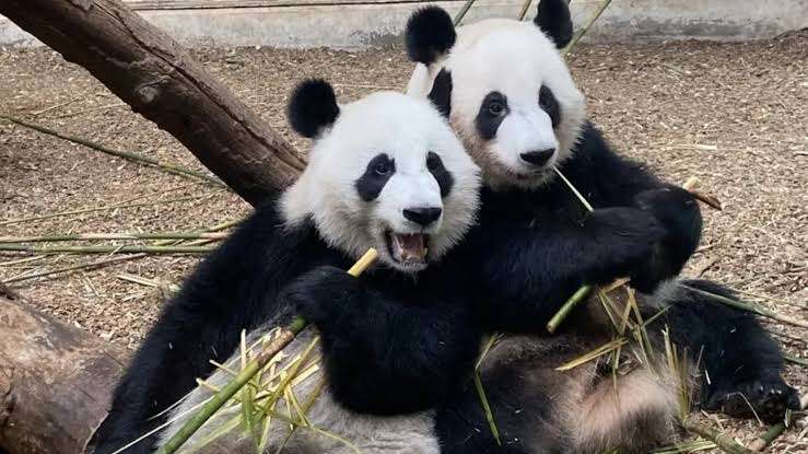 cin-abd-panda-diplomasisi