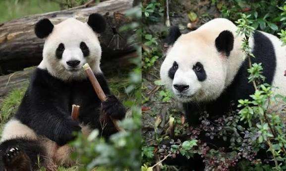 cin-abd-panda-diplomasisi